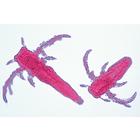 Crustacea - German Slides, 1003859 [W13004], German (Small)