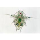 Crustacea - French, 1003860 [W13004F], French (Small)