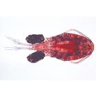 Crustacea - French, 1003860 [W13004F], French (Small)