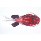 Crustacea - Portuguese Slides, 1003861 [W13004P], Portuguese (Small)