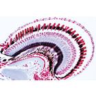Чешуйчатые. На португальском языке, 1003861 [W13004P], Португальский (Small)