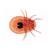 Arachnoidea and Myriapoda - French, 1003864 [W13005F], 현미경 슬라이드 LIEDER (Small)