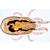 Arachnoidea and Myriapoda - Spanish, 1003866 [W13005S], 현미경 슬라이드 LIEDER (Small)