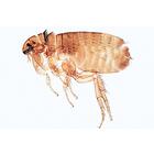 Насекомые (Insecta). На французском языке, 1003868 [W13006F], Французский (Small)