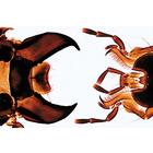 Насекомые (Insecta). На португальском языке, 1003869 [W13006P], Португальский (Small)