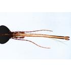 Насекомые (Insecta). На португальском языке, 1003869 [W13006P], Португальский (Small)