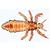 Insekten (Insecta) - Spanisch, 1003870 [W13006S], Mikropräparate LIEDER (Small)