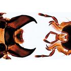 Насекомые (Insecta). На испанском языке, 1003870 [W13006S], Испанский (Small)