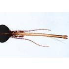 Насекомые (Insecta). На испанском языке, 1003870 [W13006S], Испанский (Small)