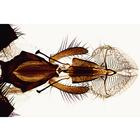 Насекомые (Insecta). На испанском языке, 1003870 [W13006S], Испанский (Small)