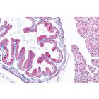 Weichtiere (Mollusca) - Franz&ouml;sisch, 1003872 [W13007F], Franz&ouml;sich (Small)