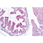 Моллюски. На испанском языке, 1003874 [W13007S], Испанский (Small)