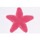 Иглокожие, мшанки и плеченогие. На немецком языке, 1003875 [W13008], Немецкий (Small)