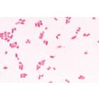 S&eacute;rie de base de bact&eacute;ries - Allemand, 1003884 [W13011], Lames microscopiques Allemand (Small)