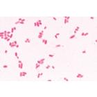 S&eacute;rie de base de bact&eacute;ries - Fran&ccedil;ais, 1003885 [W13011F], Lames microscopiques Fran&ccedil;ais (Small)