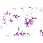 S&eacute;rie de base de bact&eacute;ries - Portugais, 1003886 [W13011P], Lames microscopiques Portugais (Small)