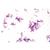 Bacteria, Basic Set - Spanish, 1003887 [W13011S], 현미경 슬라이드 LIEDER (Small)