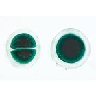 Algues - Allemand, 1003888 [W13012], Préparations microscopiques LIEDER