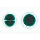 Algues - Fran&ccedil;ais, 1003889 [W13012F], Lames microscopiques Fran&ccedil;ais (Small)