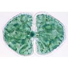 Algae - French, 1003889 [W13012F], French (Small)