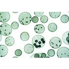 Algae - French, 1003889 [W13012F], French (Small)