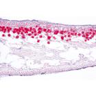 Champignons et lichens - Espagnol, 1003895 [W13013S], Lames microscopiques Espagnol (Small)
