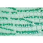 Briofiti (Bryophyta), 1003896 [W13014], Tedesco (Small)