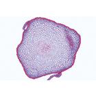 Mosspflanzen (Bryophyta), Almanca (15'li), 1003896 [W13014], Almanca (Small)