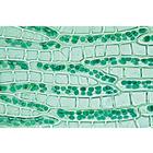 Bryophytes (sphaignes et mousses) - Portugais, 1003898 [W13014P], Lames microscopiques Portugais (Small)