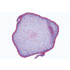 Moospflanzen (Bryophyta) - Spanisch, 1003899 [W13014S], Spanisch (Small)