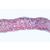 Angiospermae I. Gymnospermae - German Slides, 1003904 [W13016], 显微镜载玻片 (Small)