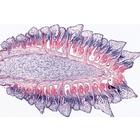 Gymnospermes - Allemand, 1003904 [W13016], Lames microscopiques Allemand (Small)