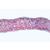 Angiospermae I. Gymnospermae - Spanish, 1003907 [W13016S], 현미경 슬라이드 LIEDER (Small)