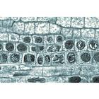 Angiospermes, cellules et tissus - Allemand, 1003908 [W13017], Lames microscopiques Allemand (Small)
