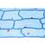 Angiospermae II. Cells and Tissues - Portuguese Slides, 1003910 [W13017P], 显微镜载玻片 (Small)