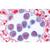 Fanerogame II. Cellule e tessuti - Spagnolo, 1003911 [W13017S], Micropreparati LIEDER (Small)