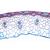 Angiospermae IV. Stems - German Slides, 1003916 [W13019], Microscope Slides LIEDER (Small)