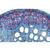 Angiospermae IV. Stems - German Slides, 1003916 [W13019], 显微镜载玻片 (Small)