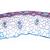 Angiospermae IV. Stems - French, 1003917 [W13019F], 현미경 슬라이드 LIEDER (Small)