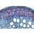 Angiospermae IV. Stems - French, 1003917 [W13019F], 显微镜载玻片 (Small)