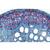 Angiospermae IV. Stems - Portuguese Slides, 1003918 [W13019P], 현미경 슬라이드 LIEDER (Small)