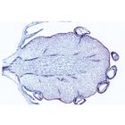 Angiospermae VII. Fruits and Seeds - Spanish, 1003931 [W13022S], 스페인어 (Small)