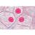 La cellula animale - Portoghese, 1003934 [W13023P], Micropreparati LIEDER (Small)