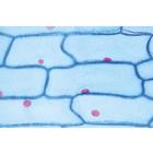 Plant Cell - Portuguese Slides, 1003938 [W13024P], Portuguese (Small)
