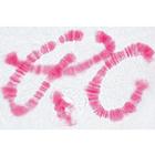 Set of Genetic Slides - German Slides, 1003940 [W13025], German (Small)