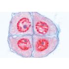 S&eacute;rie de lames g&eacute;n&eacute;tiques - Allemand, 1003940 [W13025], Lames microscopiques Allemand (Small)