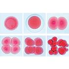 S&eacute;rie de lames g&eacute;n&eacute;tiques - Portugais, 1003942 [W13025P], Lames microscopiques Portugais (Small)