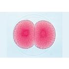 Sea Urchin Embryology (Psammechinus miliaris) - French, 1003945 [W13026F], French (Small)
