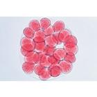 Sea Urchin Embryology (Psammechinus miliaris) - French, 1003945 [W13026F], French (Small)