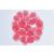 Sea Urchin Embryology (Psammechinus miliaris) - French, 1003945 [W13026F], 显微镜载玻片 (Small)